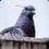 Don_Pigeon