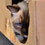 Lurking_Toast